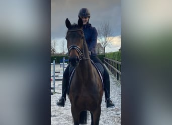 KWPN, Merrie, 7 Jaar, 166 cm, Bruin