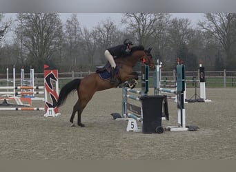 KWPN, Merrie, 7 Jaar, 166 cm, Bruin