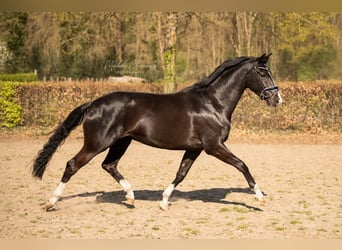 KWPN, Merrie, 7 Jaar, 166 cm, Donkerbruin