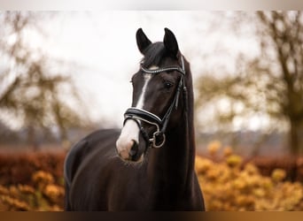 KWPN, Merrie, 7 Jaar, 166 cm, Donkerbruin