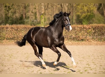 KWPN, Merrie, 7 Jaar, 166 cm, Donkerbruin