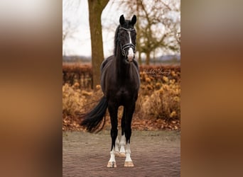 KWPN, Merrie, 7 Jaar, 166 cm, Donkerbruin