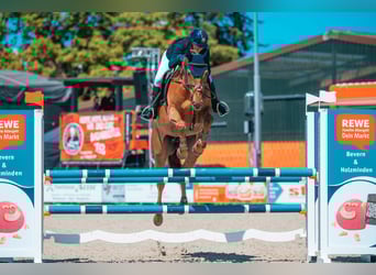 KWPN, Merrie, 7 Jaar, 166 cm, Donkere-vos