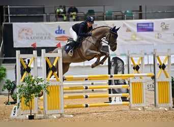 KWPN, Merrie, 7 Jaar, 166 cm, Donkere-vos