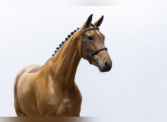 KWPN, Merrie, 7 Jaar, 166 cm