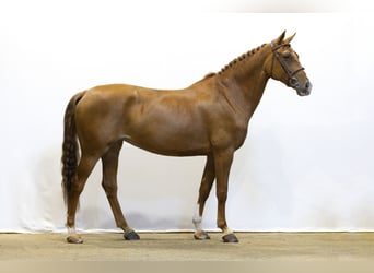 KWPN, Merrie, 7 Jaar, 166 cm, Vos