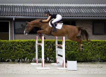 KWPN, Merrie, 7 Jaar, 166 cm, Vos