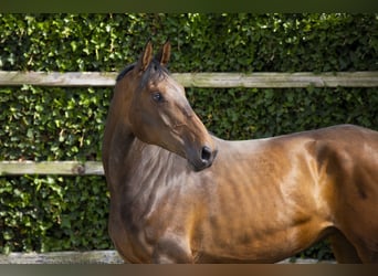 KWPN, Merrie, 7 Jaar, 166 cm, Vos