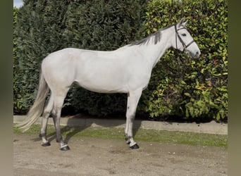 KWPN, Merrie, 7 Jaar, 167 cm, Blauwschimmel