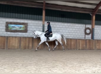 KWPN, Merrie, 7 Jaar, 167 cm, Blauwschimmel