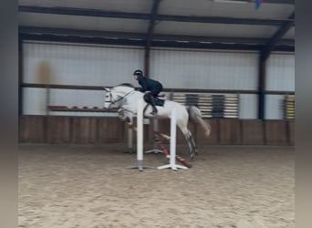 KWPN, Merrie, 7 Jaar, 167 cm, Blauwschimmel