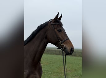 KWPN, Merrie, 7 Jaar, 167 cm, Bruin