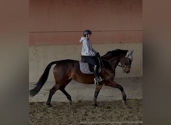 KWPN, Merrie, 7 Jaar, 167 cm, Donkerbruin