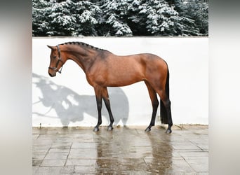 KWPN, Merrie, 7 Jaar, 167 cm, Roodbruin