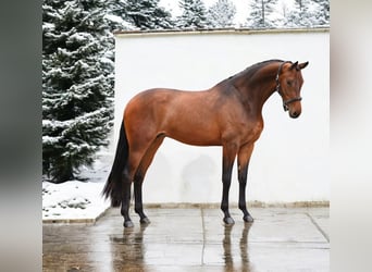 KWPN, Merrie, 7 Jaar, 167 cm, Roodbruin