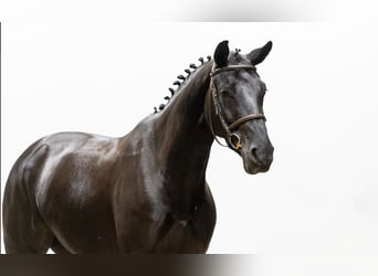 KWPN, Merrie, 7 Jaar, 167 cm