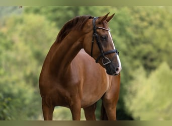 KWPN, Merrie, 7 Jaar, 167 cm, Vos