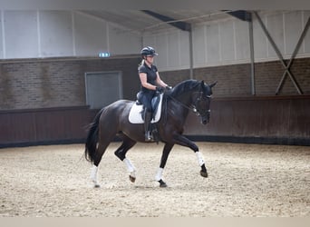 KWPN, Merrie, 7 Jaar, 167 cm, Zwart