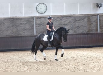 KWPN, Merrie, 7 Jaar, 167 cm, Zwart