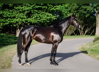 KWPN, Merrie, 7 Jaar, 167 cm, Zwart