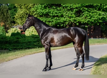 KWPN, Merrie, 7 Jaar, 167 cm, Zwart