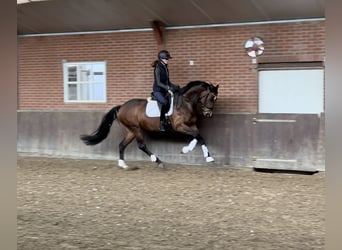 KWPN, Merrie, 7 Jaar, 168 cm, Brauner