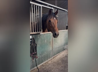 KWPN, Merrie, 7 Jaar, 168 cm, Bruin