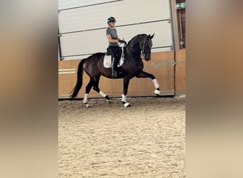 KWPN, Merrie, 7 Jaar, 168 cm, Bruin
