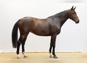 KWPN, Merrie, 7 Jaar, 168 cm, Bruin