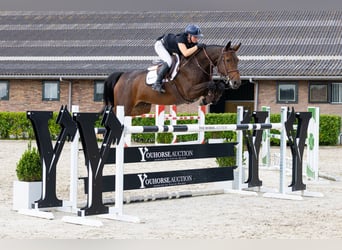 KWPN, Merrie, 7 Jaar, 168 cm, Bruin