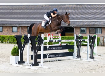 KWPN, Merrie, 7 Jaar, 168 cm, Bruin