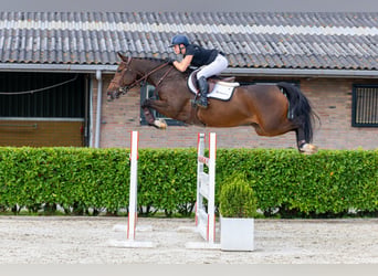 KWPN, Merrie, 7 Jaar, 168 cm, Bruin