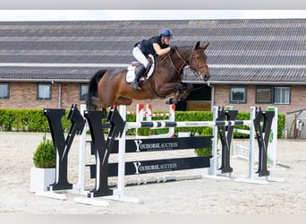 KWPN, Merrie, 7 Jaar, 168 cm, Bruin