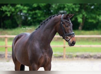 KWPN, Merrie, 7 Jaar, 168 cm, Donkerbruin