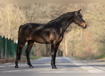 KWPN, Merrie, 7 Jaar, 168 cm, Donkerbruin