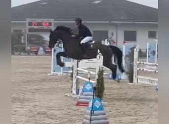 KWPN, Merrie, 7 Jaar, 168 cm, Donkerbruin