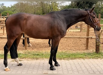 KWPN, Merrie, 7 Jaar, 168 cm, Donkerbruin