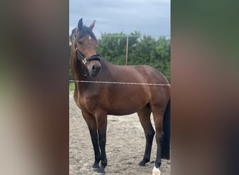 KWPN, Merrie, 7 Jaar, 168 cm