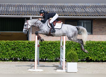 KWPN, Merrie, 7 Jaar, 168 cm, Schimmel