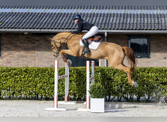 KWPN, Merrie, 7 Jaar, 168 cm, Vos