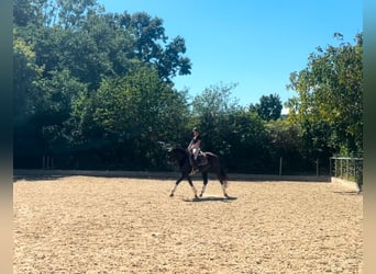 KWPN, Merrie, 7 Jaar, 168 cm, Zwart