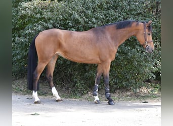 KWPN, Merrie, 7 Jaar, 169 cm, Bruin