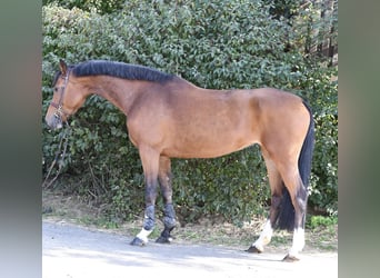 KWPN, Merrie, 7 Jaar, 169 cm, Bruin