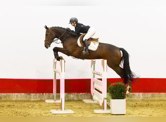 KWPN, Merrie, 7 Jaar, 169 cm