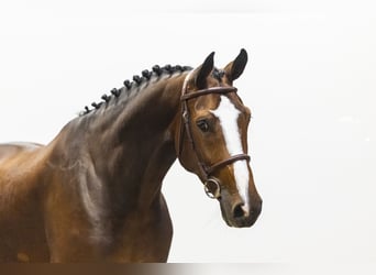 KWPN, Merrie, 7 Jaar, 169 cm