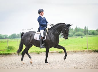 KWPN, Merrie, 7 Jaar, 169 cm, Zwart