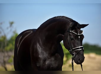 KWPN, Merrie, 7 Jaar, 169 cm, Zwart