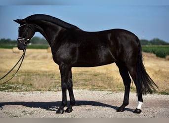 KWPN, Merrie, 7 Jaar, 169 cm, Zwart