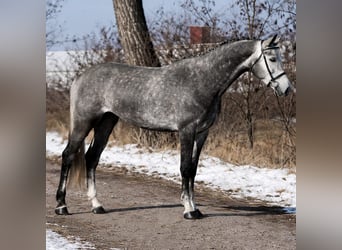 KWPN, Merrie, 7 Jaar, 170 cm, Appelschimmel