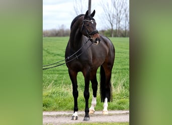 KWPN, Merrie, 7 Jaar, 170 cm, Bruin
